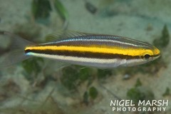 Pentapodus paradiseus