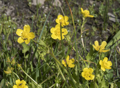 Ranunculus orthorhynchus