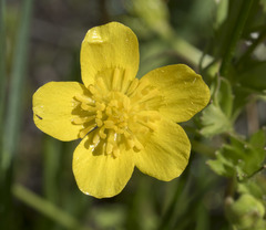 Ranunculus orthorhynchus