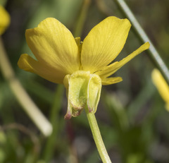 Ranunculus orthorhynchus