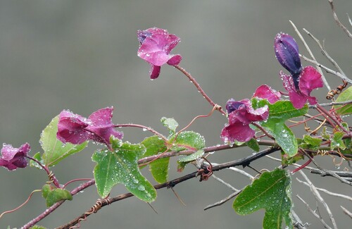 Passiflora umbilicata, photograph 6