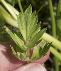 Ranunculus orthorhynchus