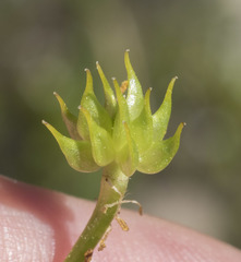 Ranunculus orthorhynchus