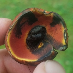 Boletus subluridellus