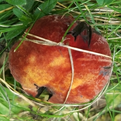 Boletus subluridellus