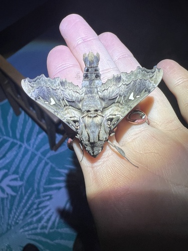 False-windowed Sphinx