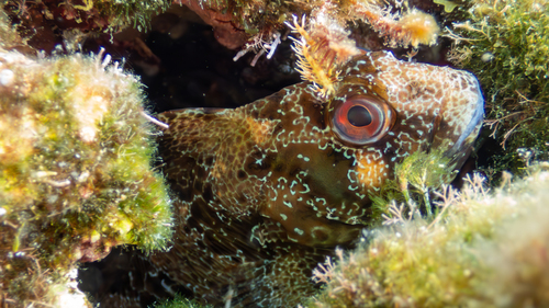Tompot Blenny
