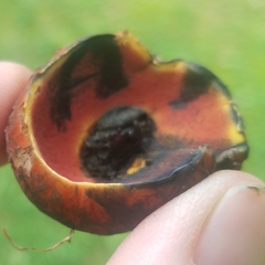 Boletus subluridellus