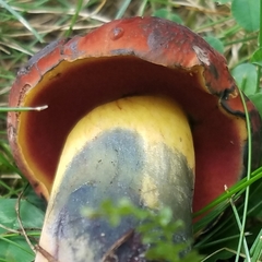 Boletus subluridellus