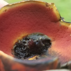 Boletus subluridellus