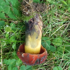 Boletus subluridellus