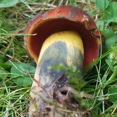 Boletus subluridellus