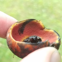 Boletus subluridellus