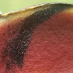 Boletus subluridellus