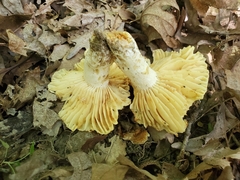 Russula earlei