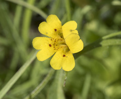 Erythranthe primuloides