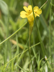Erythranthe primuloides