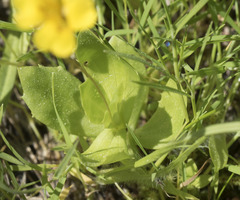 Erythranthe primuloides
