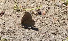 Coenonympha haydenii