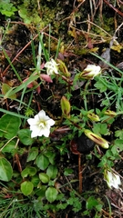 Gentiana flavomaculata