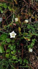 Gentiana flavomaculata
