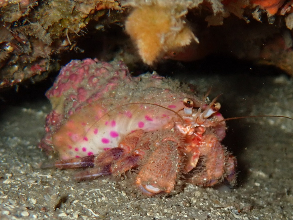 Prideaux's Hermit Crab