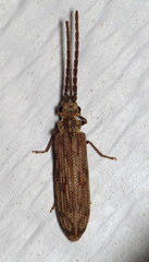 Tenomerga cinerea