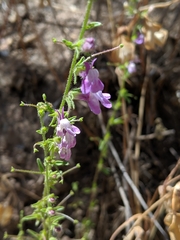 Sairocarpus vexillocalyculatus