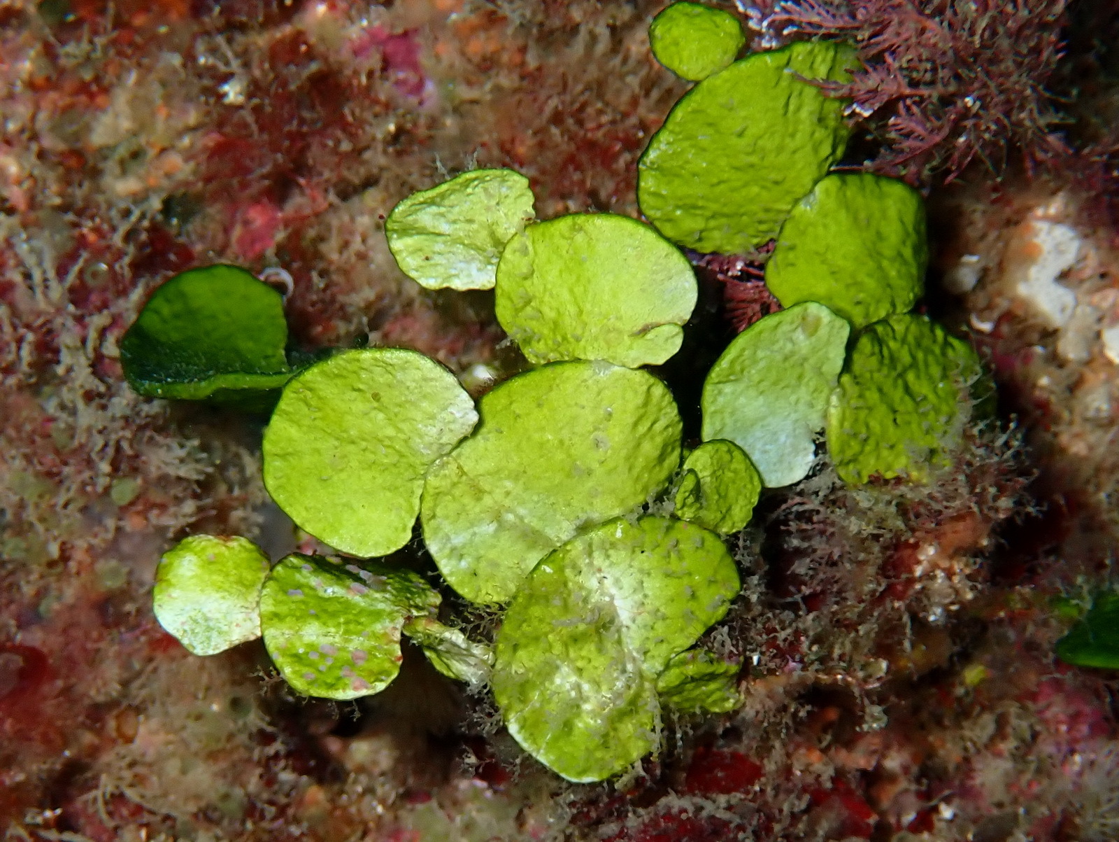 Halimeda tuna