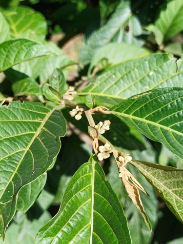Solanum cornifolium, photograph 4