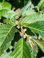 author not stated, no rights reserved Solanum cornifolium, photograph author not stated, no rights reserved
