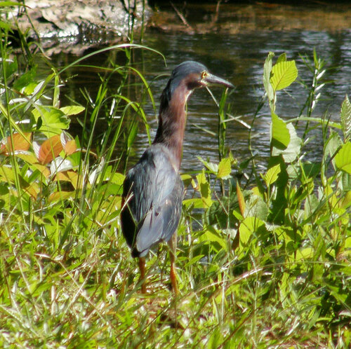Green Heron photographed in Georgia
