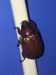 Aulacopalpus castaneus