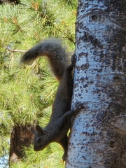 Sciuromorpha