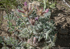 Astragalus malacus