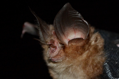 Allen's Horseshoe Bat (Rhinolophus episcopus) — Data Deficient Mammalia