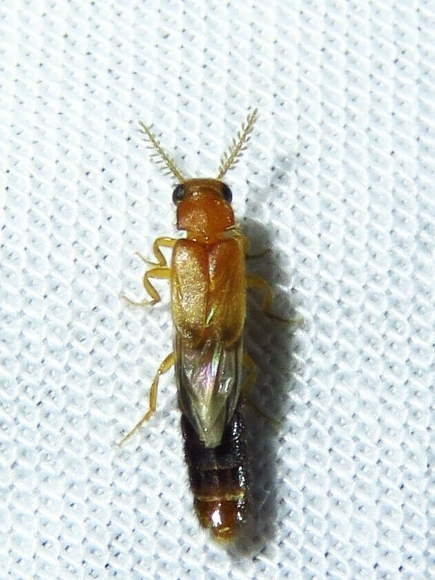Narrow Texas Glowworm