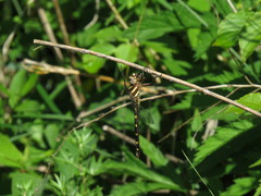 Cordulegaster bilineata