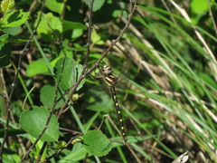 Cordulegaster bilineata
