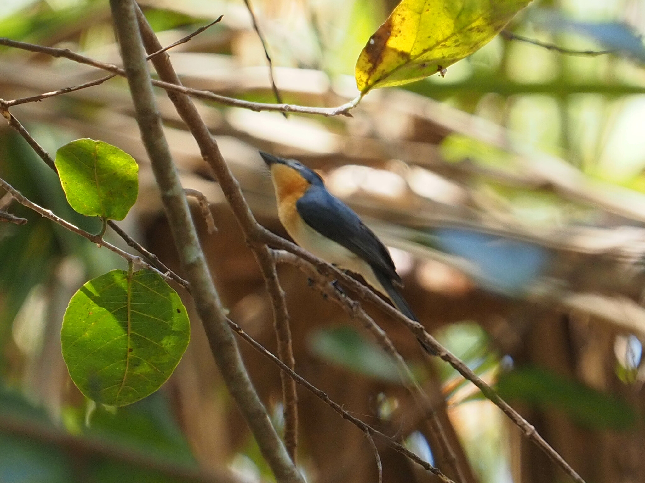 Broad-billed Flycatcher (Myiagra ruficollis)