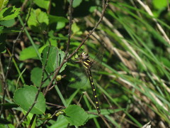 Cordulegaster bilineata