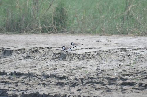 River Lapwing