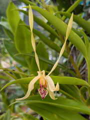 Dendrobium antennatum, photograph (c) Kristof Zyskowski, some rights reserved (CC BY)