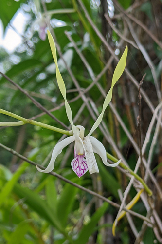 Dendrobium antennatum, photograph 4