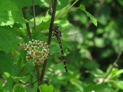 Cordulegaster bilineata