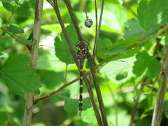 Cordulegaster bilineata