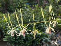 Dendrobium antennatum, photograph (c) Kristof Zyskowski, some rights reserved (CC BY)