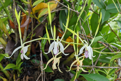 Dendrobium antennatum, photograph (c) Kristof Zyskowski, some rights reserved (CC BY)