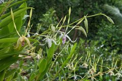 Dendrobium antennatum