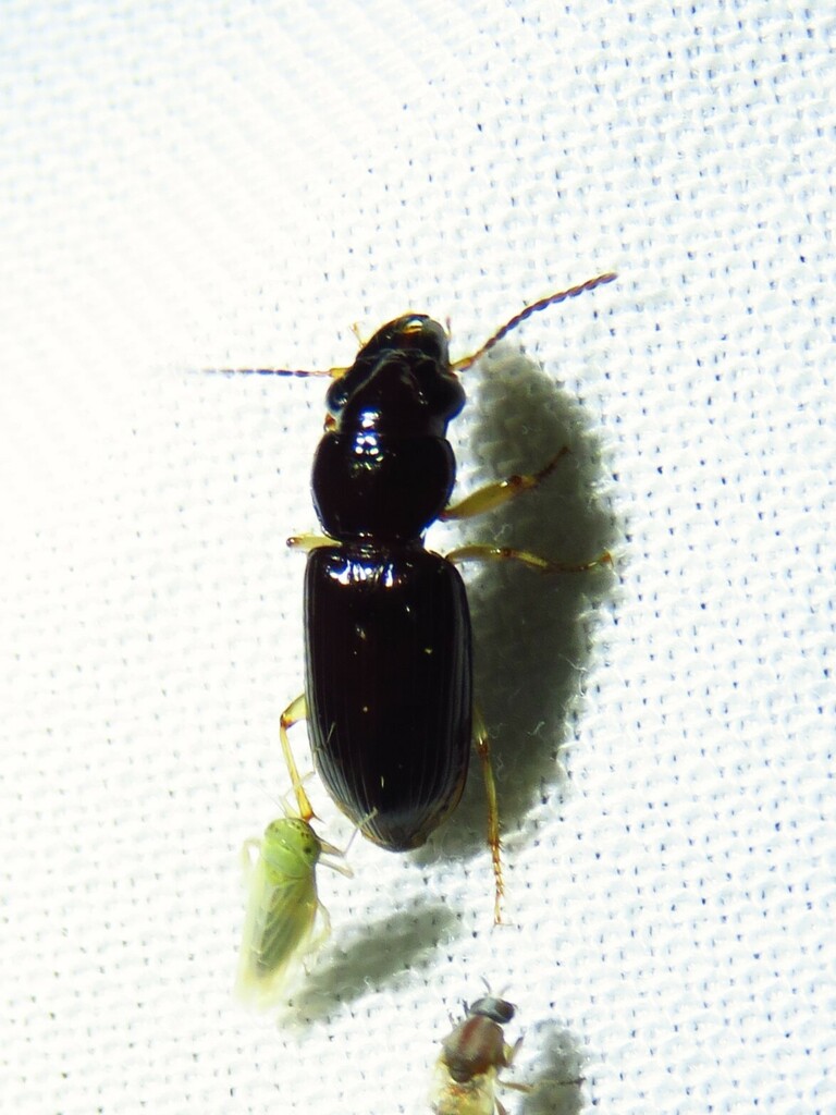Pogonodaptus mexicanus